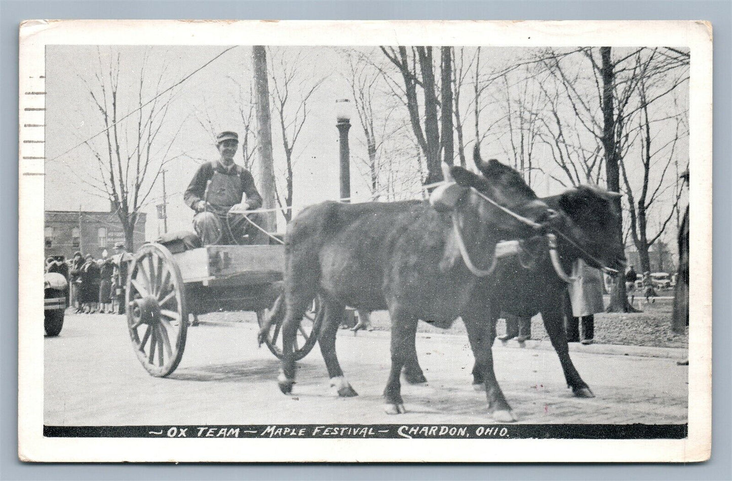 CHARDON OH OX TEAM MAPLE FESTIVAL ANTIQUE POSTCARD