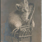 LONELY CAT WON'T SOMEONE PLAY WITH ME? ANTIQUE REAL PHOTO POSTCARD RPPC