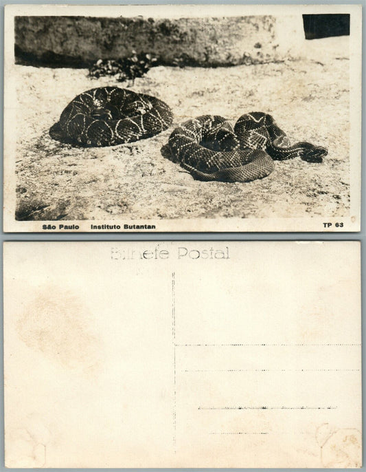 SNAKES SAO PAOLO BRAZIL INSTITUTO BUTANTAN VINTAGE REAL PHOTO POSTCARD RPPC