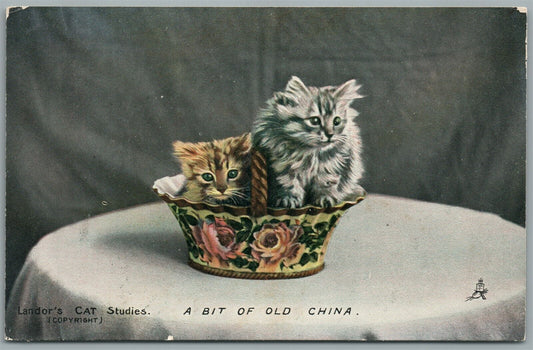 CATS in CHINA BOWL ANTIQUE POSTCARD