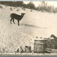 WILD DEER & A DOG 1912 ANTIQUE REAL PHOTO POSTCARD RPPC