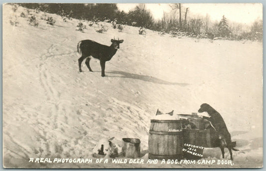 WILD DEER & A DOG 1912 ANTIQUE REAL PHOTO POSTCARD RPPC