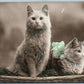 TWO CATS in the BASKET GERMAN ANTIQUE REAL PHOTO POSTCARD RPPC