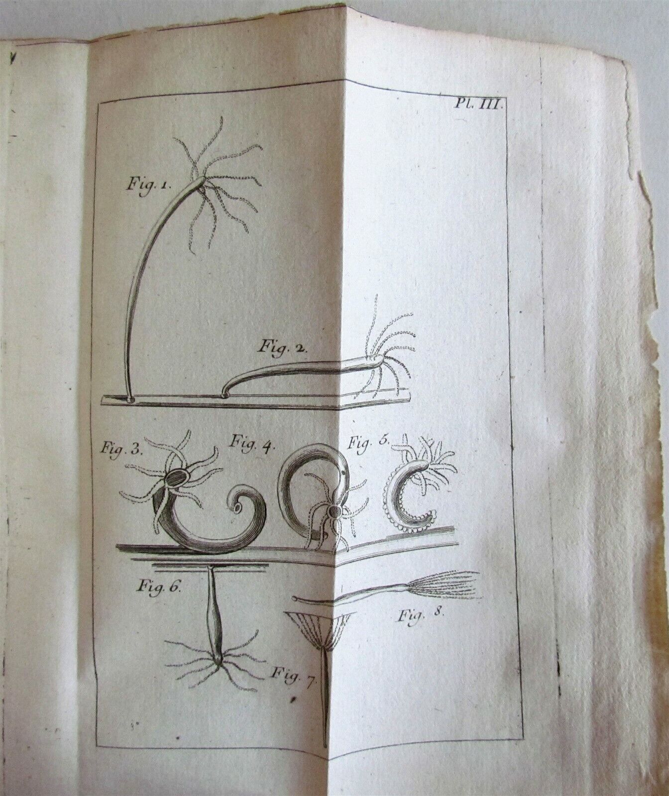 1744 NATURAL HISTORY of the POLYPES ILLUSTRATED w/ 22 engraved plates ANTIQUE