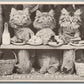 CATS PICNIC ANTIQUE POSTCARD