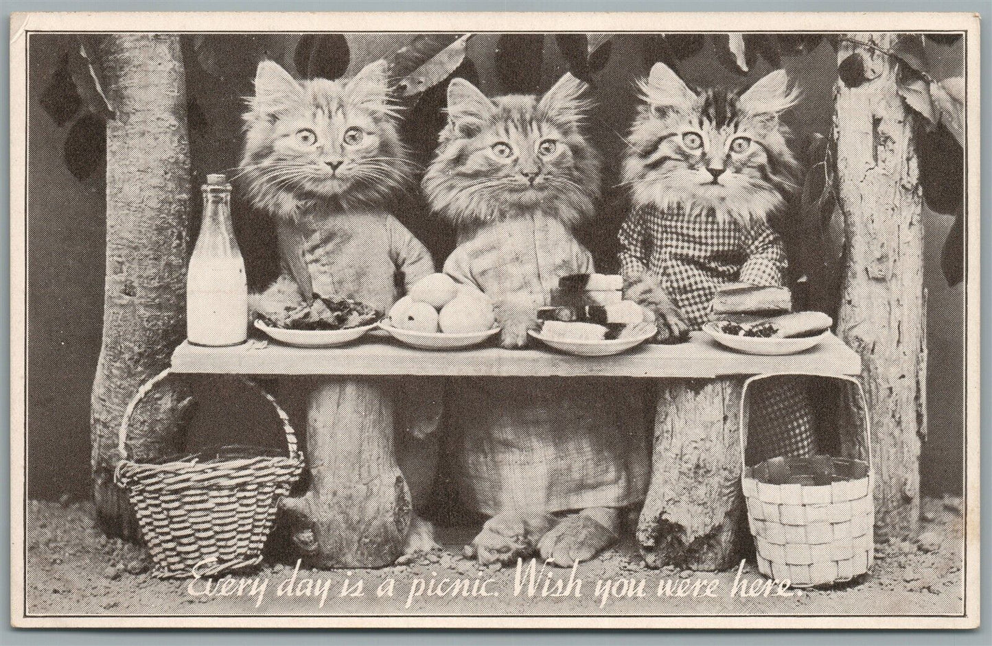 CATS PICNIC ANTIQUE POSTCARD