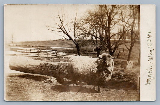 FARM SCENE w/ SHEEP ANTIQUE REAL PHOTO POSTCARD RPPC