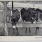 VINTAGE POSTCARD BEFORE AND... DELAWARE WATER GAP PA MULES or DONKEYS