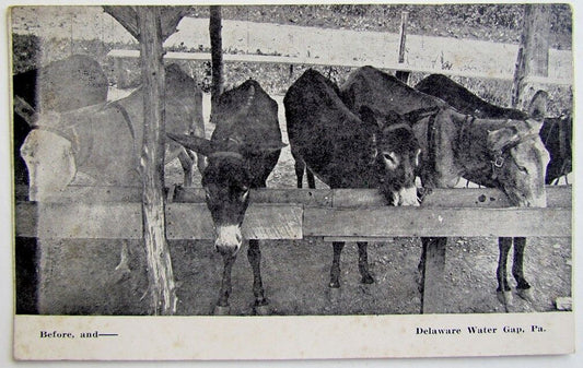 VINTAGE POSTCARD BEFORE AND... DELAWARE WATER GAP PA MULES or DONKEYS