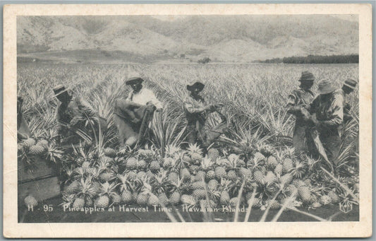 HAWAIIAN ISLANDS HI PINEAPPLES AT HARVEST TIME ANTIQUE POSTCARD