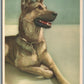 GERMAN SHEPPERD DOG ANTIQUE POSTCARD BELGIUM