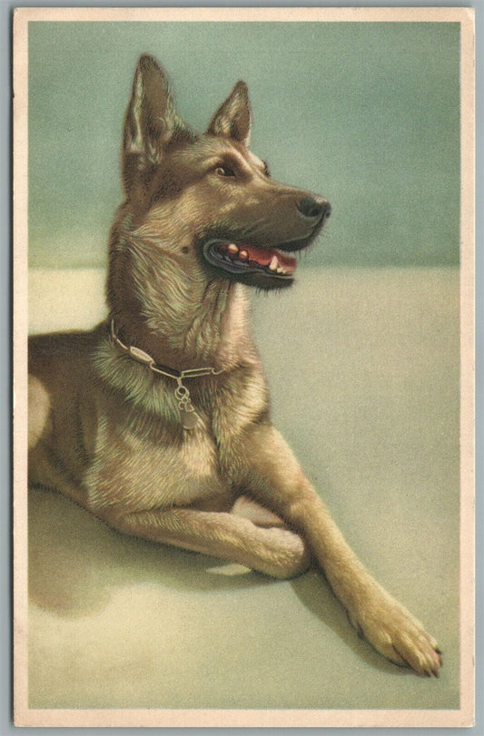 GERMAN SHEPPERD DOG ANTIQUE POSTCARD BELGIUM