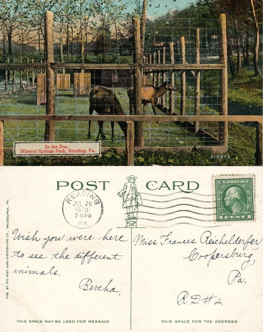 READING PA MINERAL SPRING PARK ZOO 1920 ANTIQUE POSTCARD