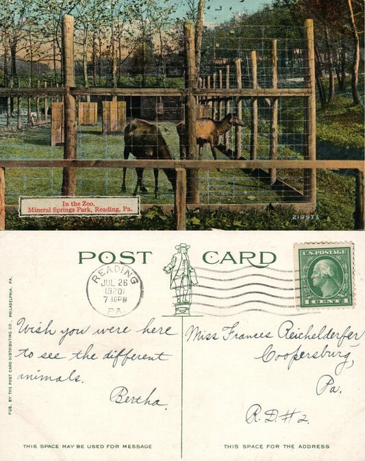 READING PA MINERAL SPRING PARK ZOO 1920 ANTIQUE POSTCARD