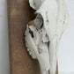 ANIMAL SKULL MOUNTED taxidermy