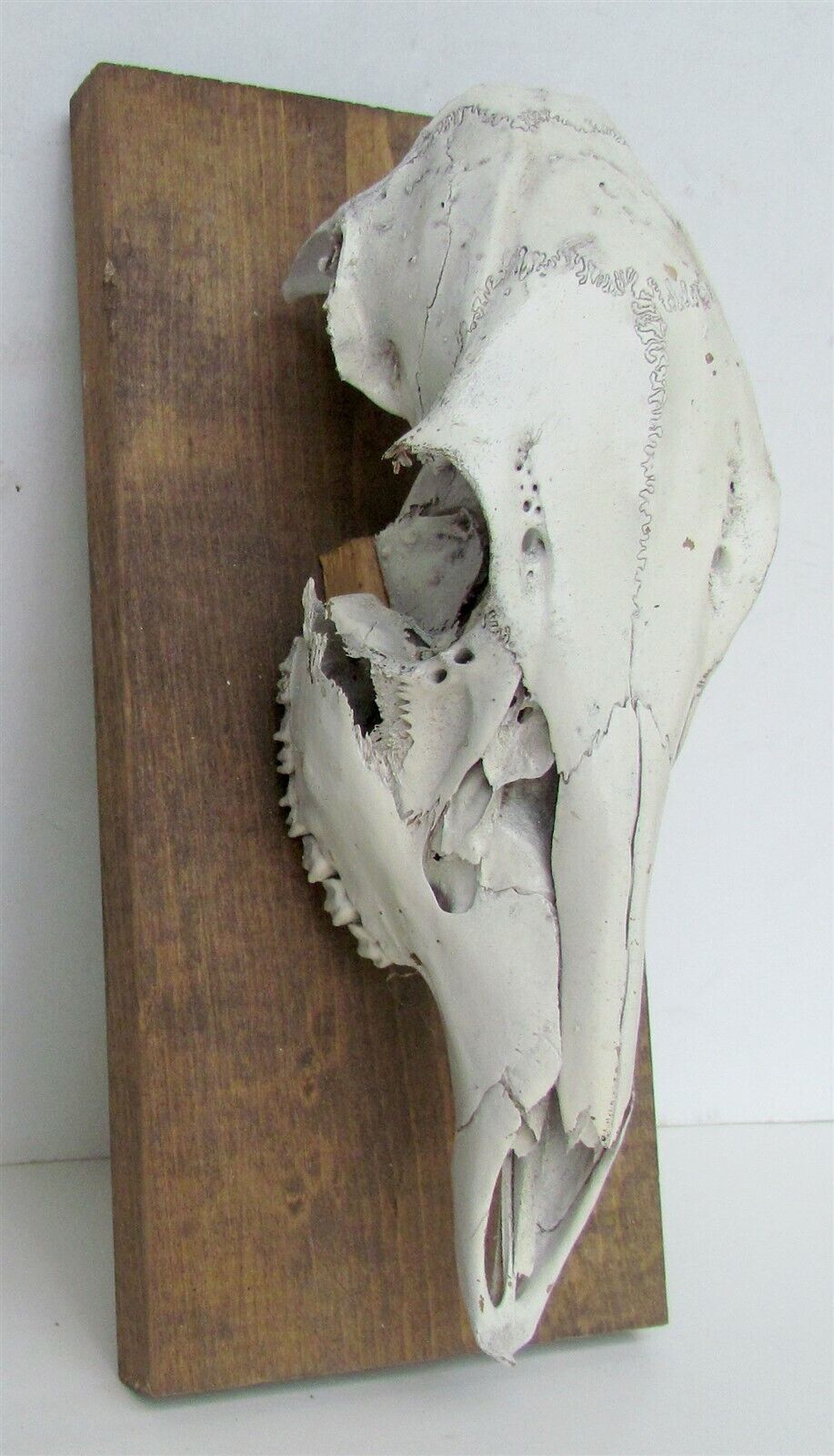 ANIMAL SKULL MOUNTED taxidermy