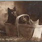 KITTENS IN BASKET WATCHING THE SHADOWS PLAY ANTIQUE REAL PHOTO POSTCARD RPPC