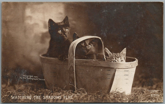 KITTENS IN BASKET WATCHING THE SHADOWS PLAY ANTIQUE REAL PHOTO POSTCARD RPPC