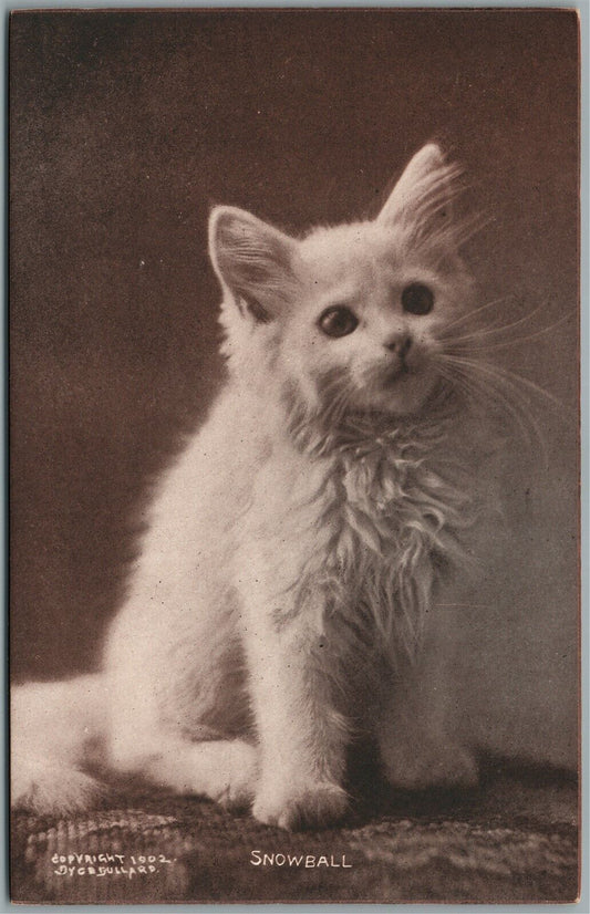 CUTE KITTY ANTIQUE POSTCARD