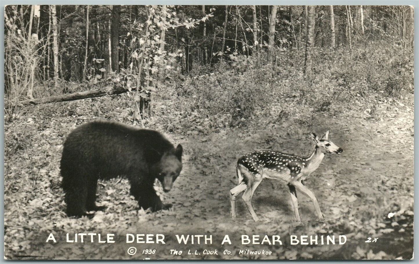 LITTLE DEER w/ BEAR BEHIND 1938 VINTAGE RPPC REAL PHOTO POSTCARD