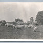 PIGS FEEDING FARMING ANTIQUE REAL PHOTO POSTCARD RPPC