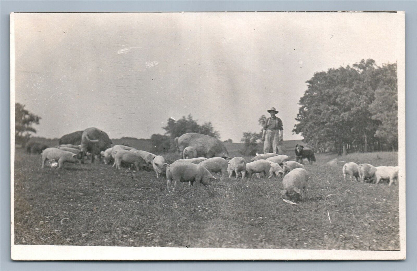 PIGS FEEDING FARMING ANTIQUE REAL PHOTO POSTCARD RPPC