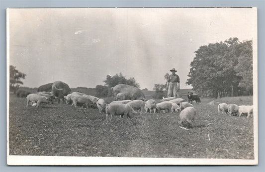 PIGS FEEDING FARMING ANTIQUE REAL PHOTO POSTCARD RPPC