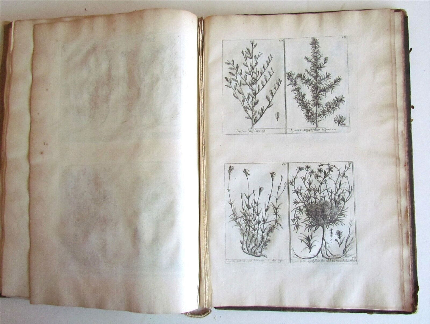 1714 ICONES PLANTARUM per GALLIAM HISPANIAM et ITALIAM Jacques BARRELIER antique