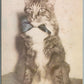 CAT DRESSED in HAT & BOW TIE ANTIQUE REAL PHOTO POSTCARD RPPC