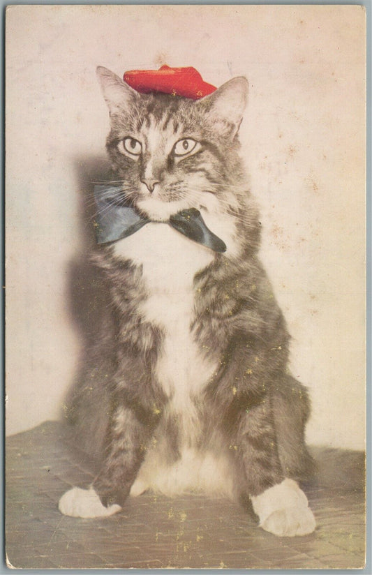 CAT DRESSED in HAT & BOW TIE ANTIQUE REAL PHOTO POSTCARD RPPC