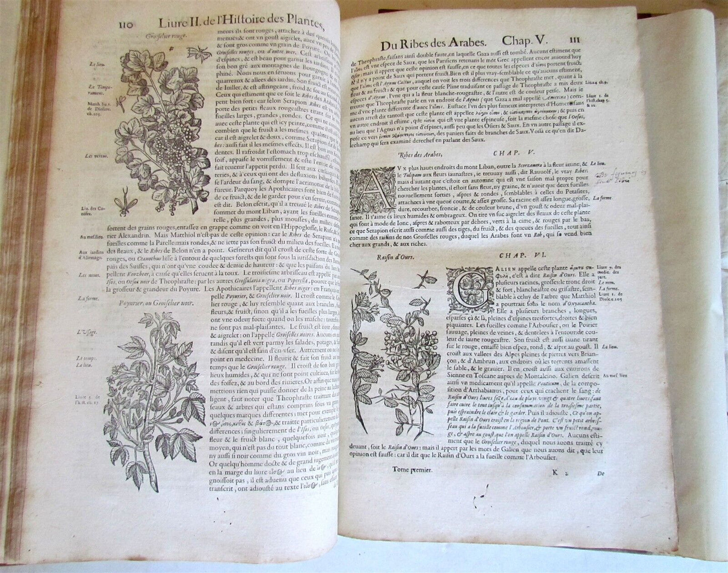 1615 HISTORY of PLANTS by Jacques DALECHAMPS ILLUSTRATED 2 FOLIO VOLUMES antique