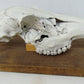 ANIMAL SKULL MOUNTED taxidermy