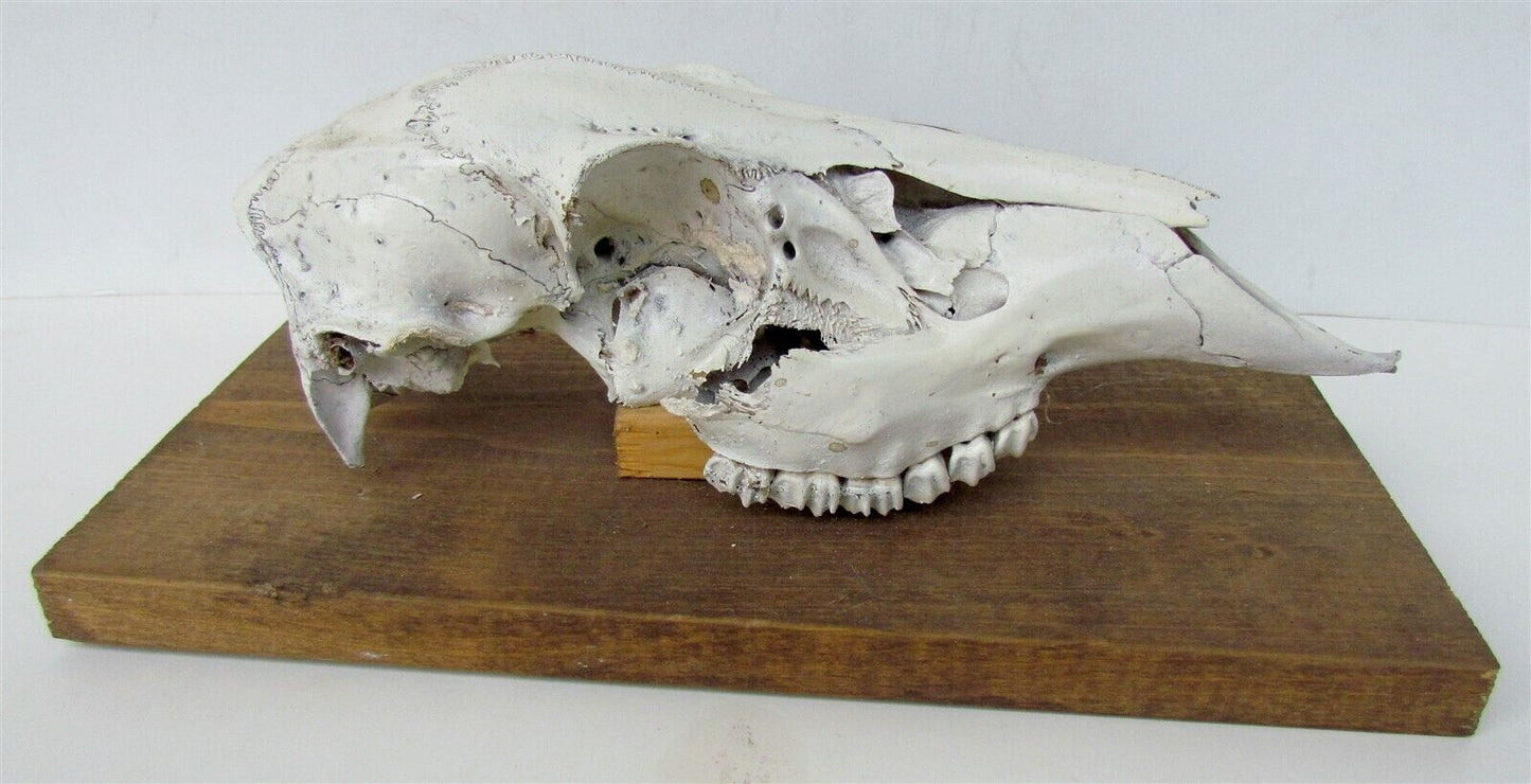 ANIMAL SKULL MOUNTED taxidermy