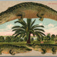 CANARY DATE FARM FL ALLIGATOR BORDERS ANTIQUE POSTCARD