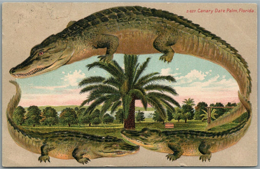 CANARY DATE FARM FL ALLIGATOR BORDERS ANTIQUE POSTCARD