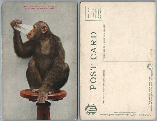 NEW YORK ZOO N.Y. ANTIQUE POSTCARD CHIMPANZEE BALDY