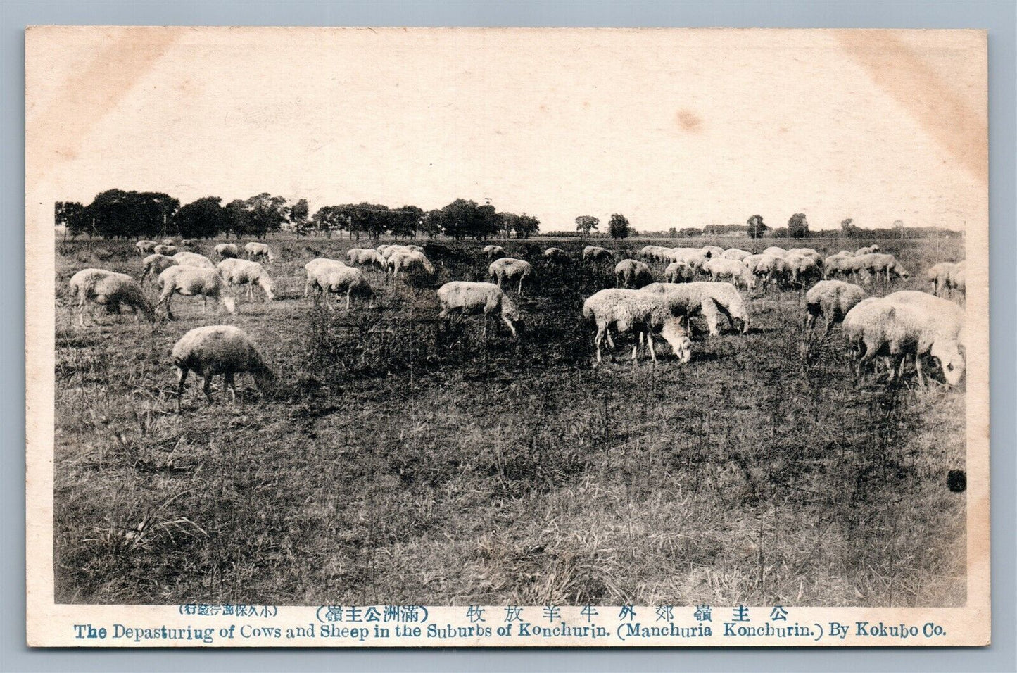 CHINA MANCHURIA KONCHURIN COWS & SHEEPS ANTIQUE JAPANESE POSTCARD