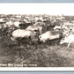 REINDEER HERD IN TUNDRA VINTAGE REAL PHOTO POSTCARD RPPCRPPC