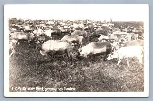 REINDEER HERD IN TUNDRA VINTAGE REAL PHOTO POSTCARD RPPCRPPC