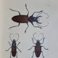 1770 ILLUSTRATIONS of NATURAL HISTORY of EXOTIC INSECTS by D.DRURY antique RARE