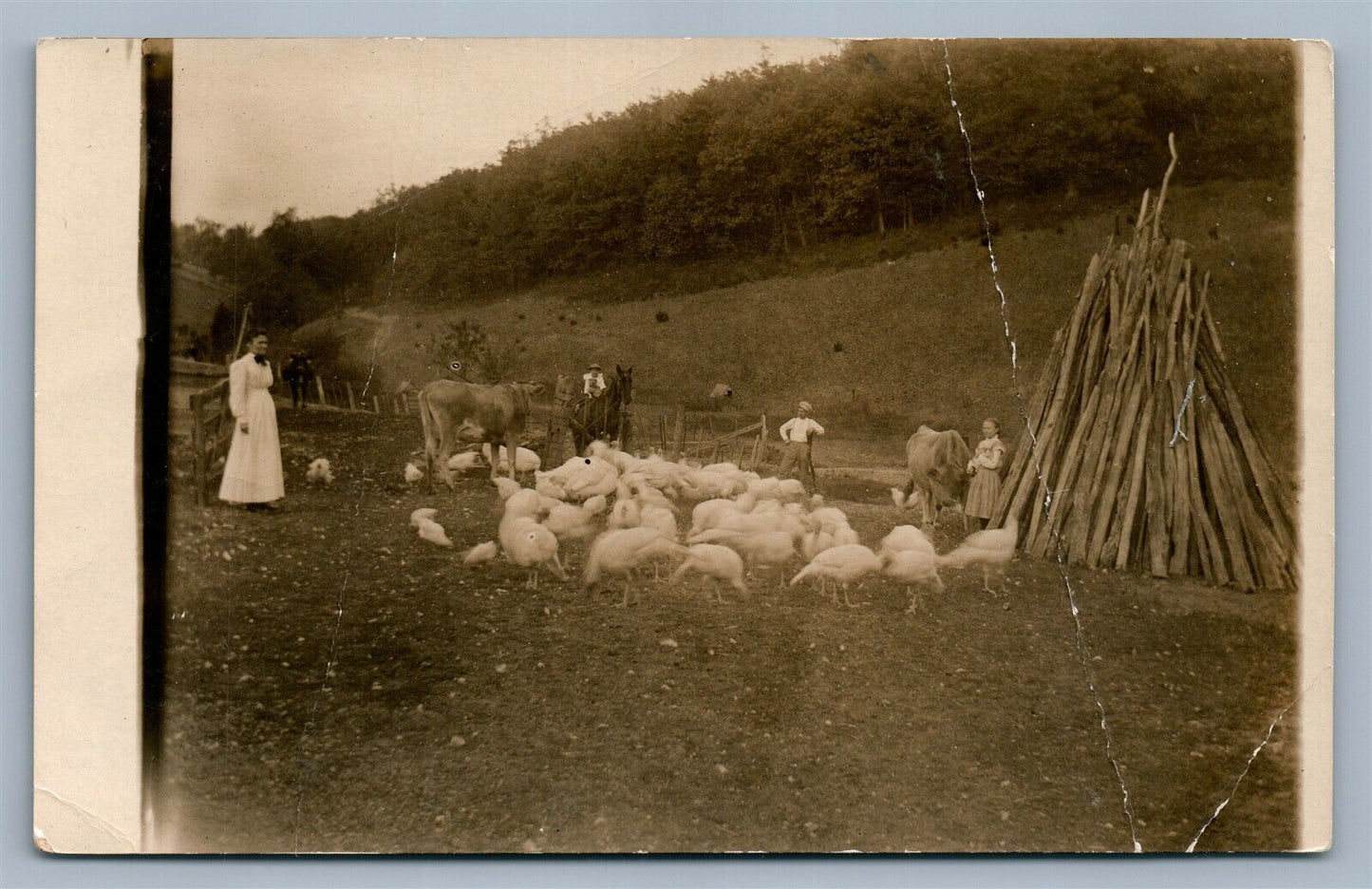 FARM SCENE w/ COWS & BIRDS ANTIQUE REAL PHOTO POSTCARD RPPC