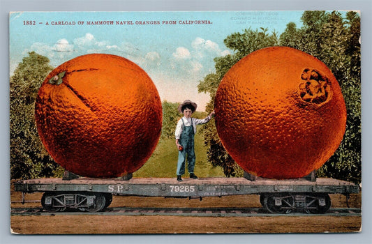 ORANGES FROM CALIFORNIA EXAGGERATED ANTIQUE POSTCARD