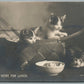 CATS LUNCH ANTIQUE REAL PHOTO POSTCARD RPPC