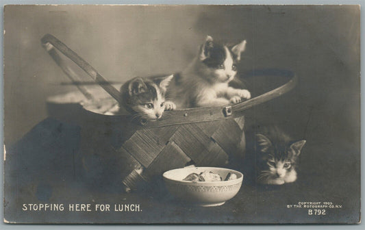 CATS LUNCH ANTIQUE REAL PHOTO POSTCARD RPPC