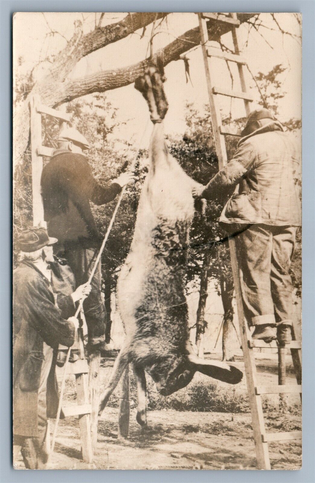 EXAGGERATED RABBIT HUNTING THEME ANTIQUE REAL PHOTO POSTCARD RPPC