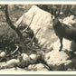 DEER COMING OUT OF EGG VINTAGE REAL PHOTO POSTCARD RPPC PHOTOMONTAGE