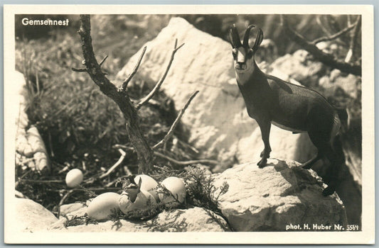 DEER COMING OUT OF EGG VINTAGE REAL PHOTO POSTCARD RPPC PHOTOMONTAGE