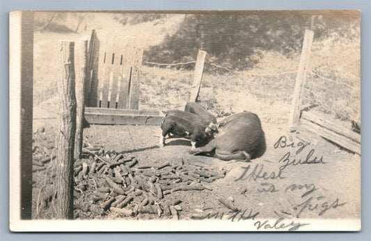 PIG FEEDING PIGLETS VINTAGE REAL PHOTO POSTCARD RPPC