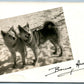 HUSKY DOGS ANTIQUE REAL PHOTO POSTCARD RPPC