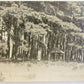 VINTAGE RPPC REAL PHOTO POSTCARD PINE GROVE AT PINE GROVE HOTEL PORT KENT N.Y.